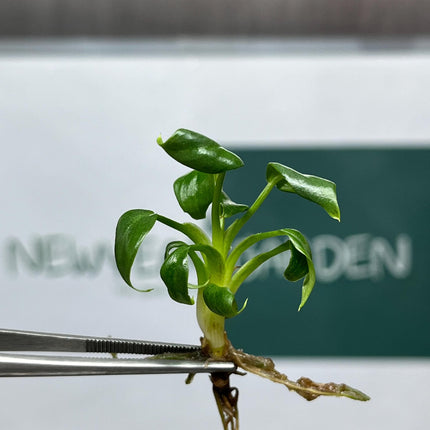 Philodendron Mamei Tissue Culture (5 items/bag)