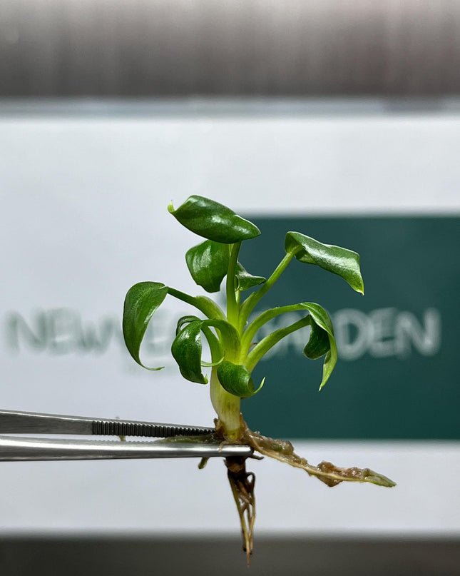 Philodendron Mamei Tissue Culture (5 items/bag)