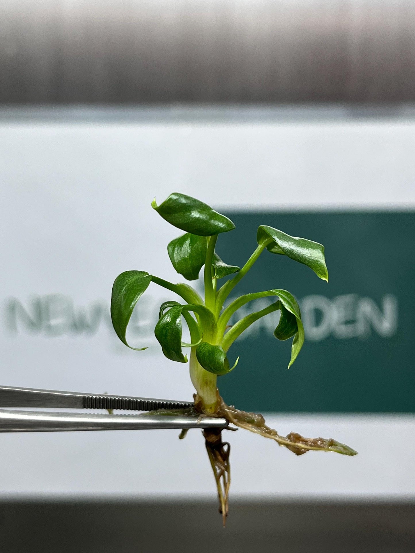 Philodendron Mamei Tissue Culture (5 items/bag)