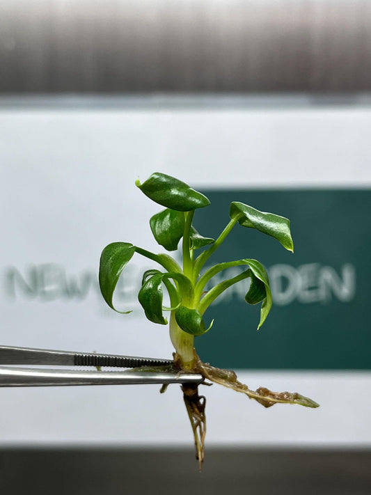 Philodendron Mamei Tissue Culture (5 items/bag)