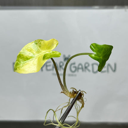 Alocasia Portora Aurea Variegated Tissue Culture (1 item/bag)
