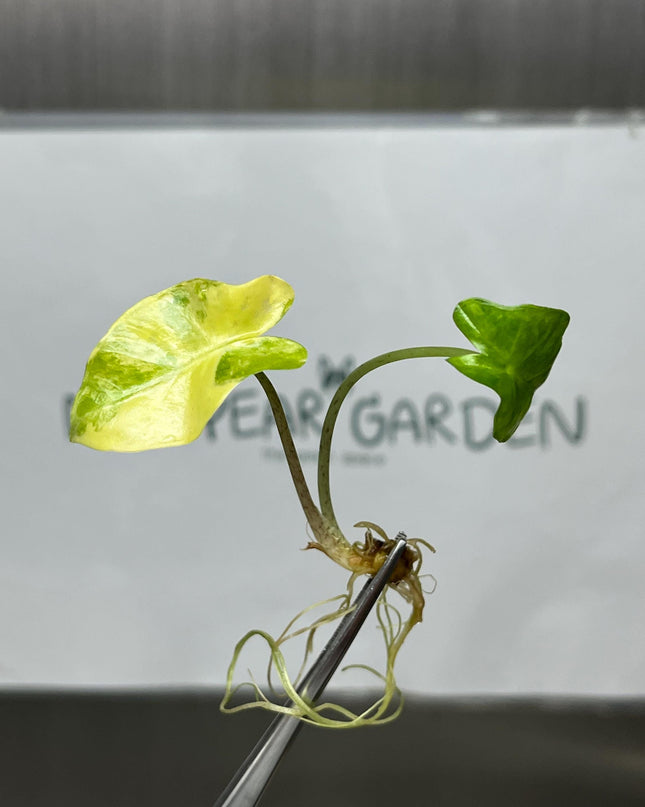 Alocasia Portora Aurea Variegated Tissue Culture (1 item/bag)
