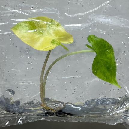 Alocasia Portora Aurea Variegated Tissue Culture (1 item/bag)