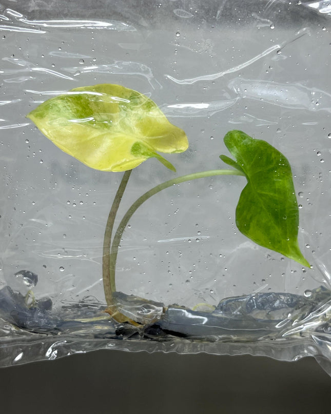 Alocasia Portora Aurea Variegated Tissue Culture (1 item/bag)