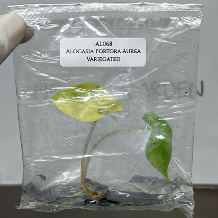 Alocasia Portora Aurea Variegated Tissue Culture (1 item/bag)