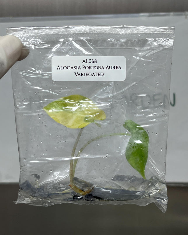 Alocasia Portora Aurea Variegated Tissue Culture (1 item/bag)