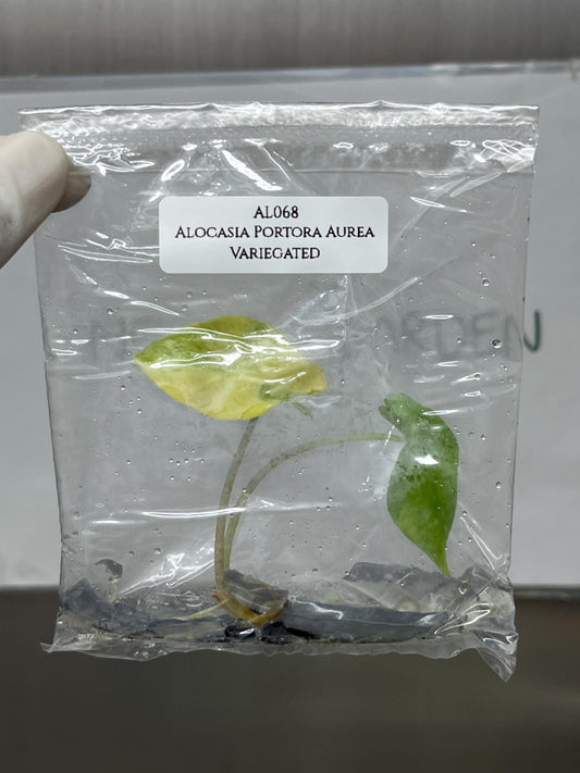 Alocasia Portora Aurea Variegated Tissue Culture (1 item/bag)