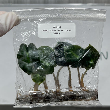 Alocasia Heart Balloon GREEN Tissue Culture (5 items/bag)