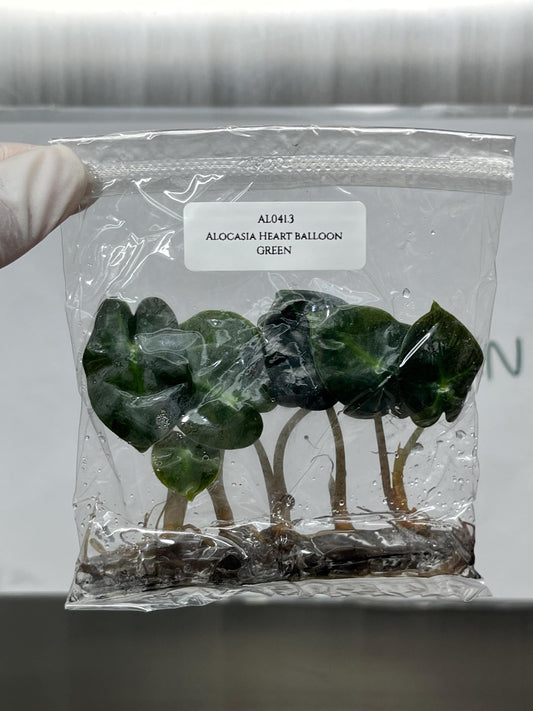 Alocasia Heart Balloon GREEN Tissue Culture (5 items/bag)