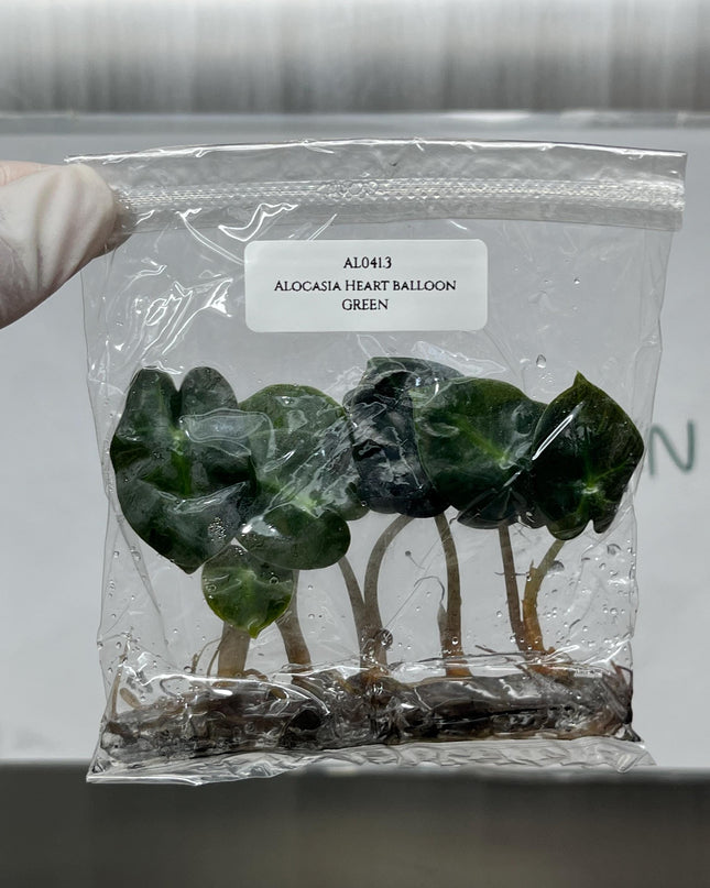 Alocasia Heart Balloon GREEN Tissue Culture (5 items/bag)