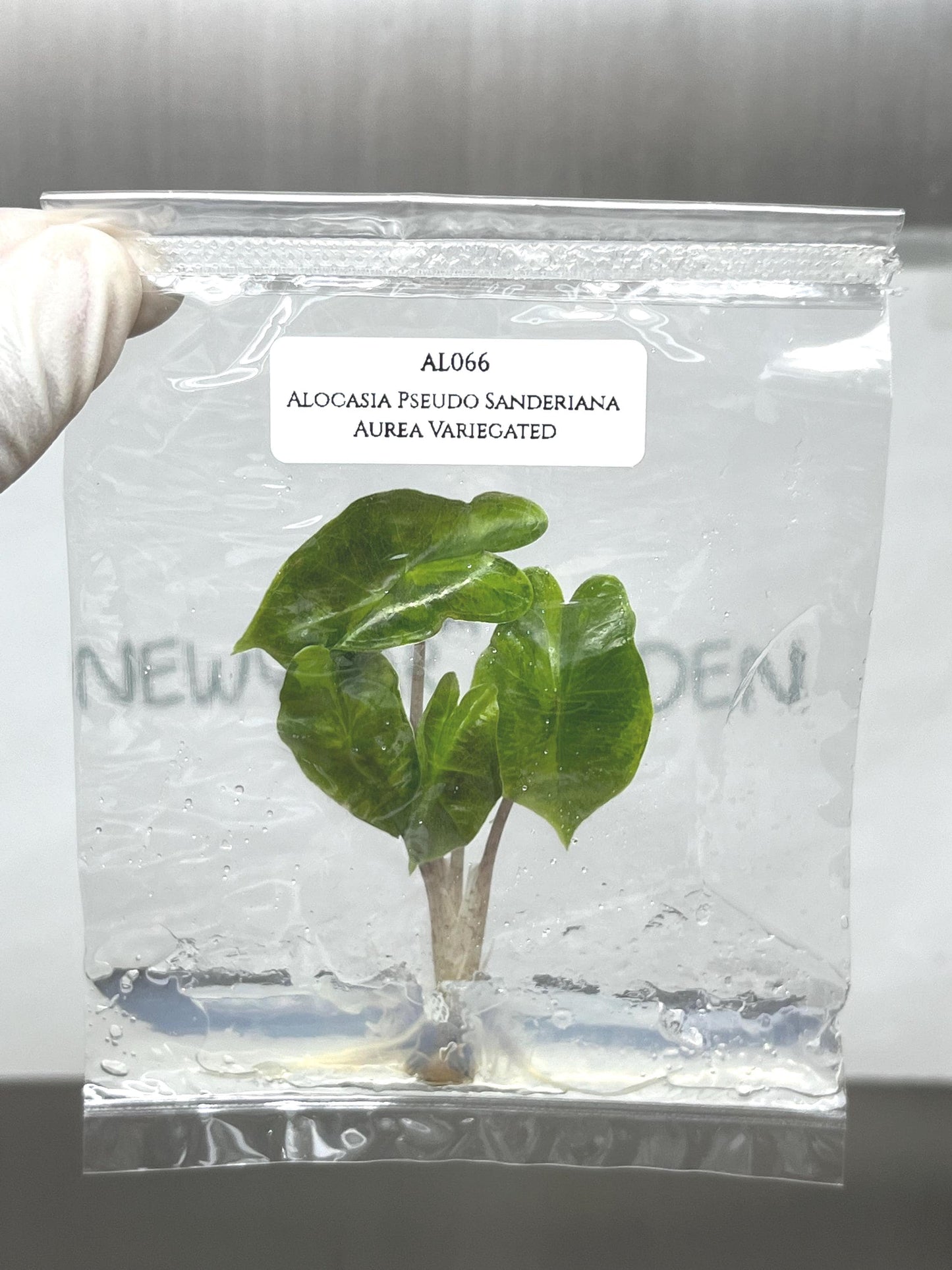 Alocasia Pseudo Sanderiana Aurea Variegated Tissue Culture (1 item/bag)