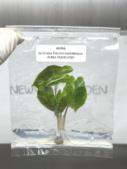 Alocasia Pseudo Sanderiana Aurea Variegated Tissue Culture (1 item/bag)