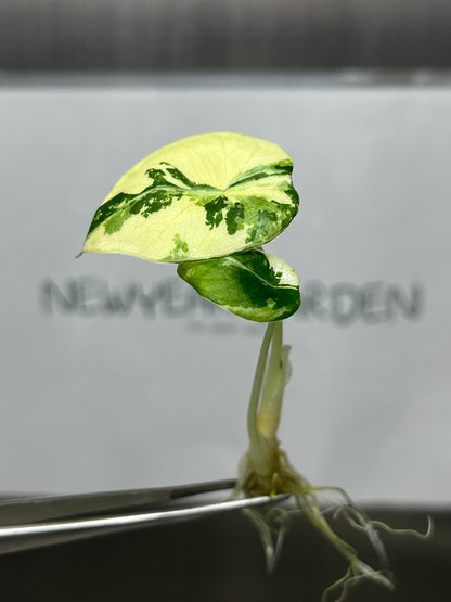 Alocasia Black Velvet Pink-Albo Variegated  Tissue Culture (1 item/bag)