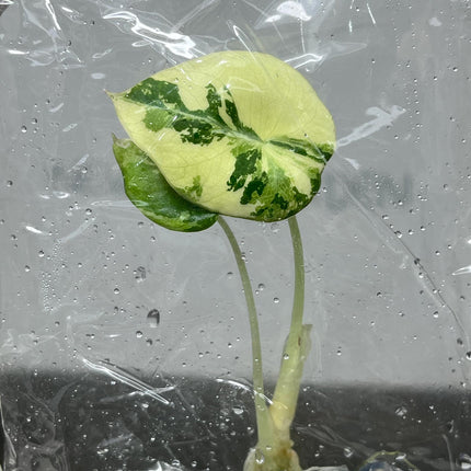 Alocasia Black Velvet Pink-Albo Variegated  Tissue Culture (1 item/bag)