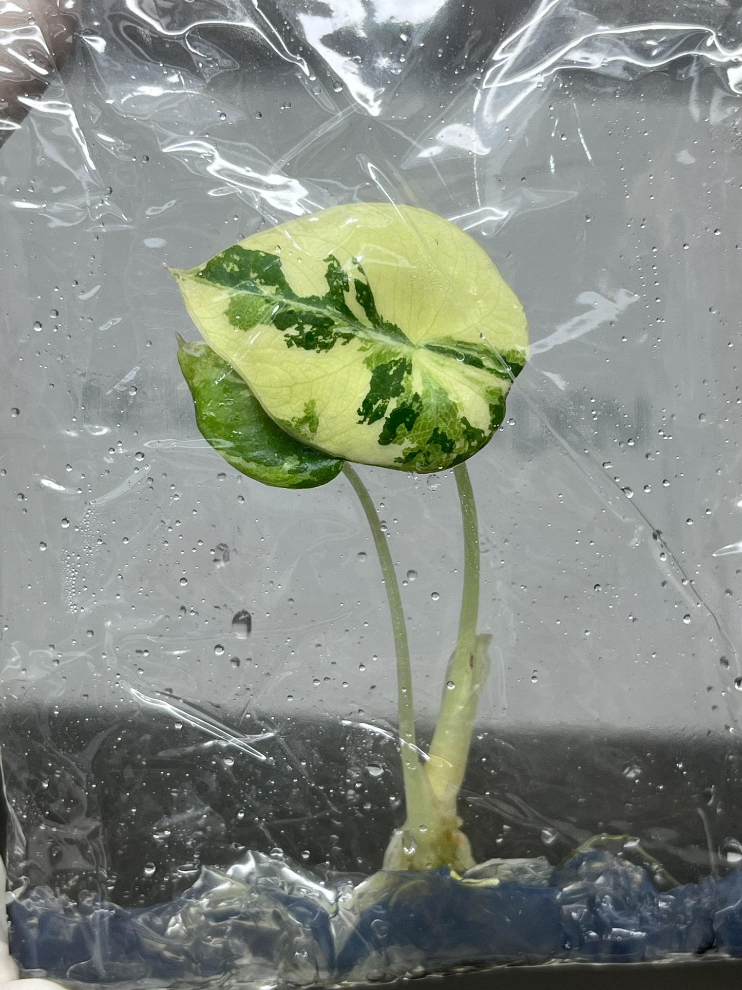 Alocasia Black Velvet Pink-Albo Variegated  Tissue Culture (1 item/bag)