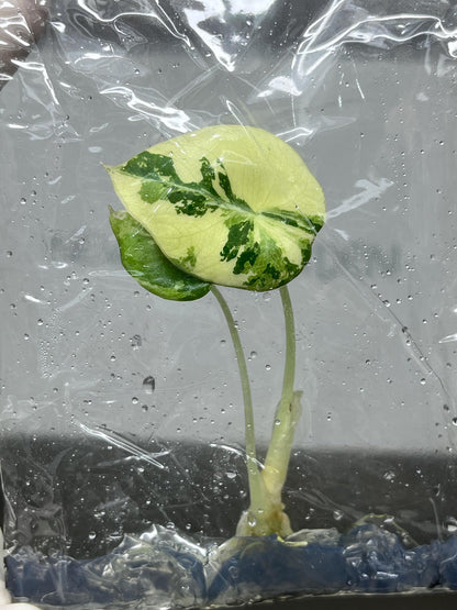 Alocasia Black Velvet Pink-Albo Variegated  Tissue Culture (1 item/bag)