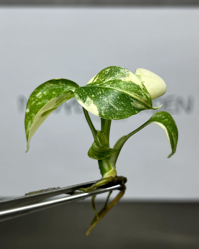 Monstera Thai Constellation Variegated Tissue Culture (1 item/bag)