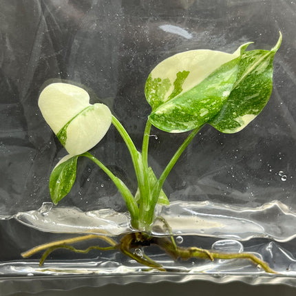 Monstera Thai Constellation Variegated Tissue Culture (1 item/bag)