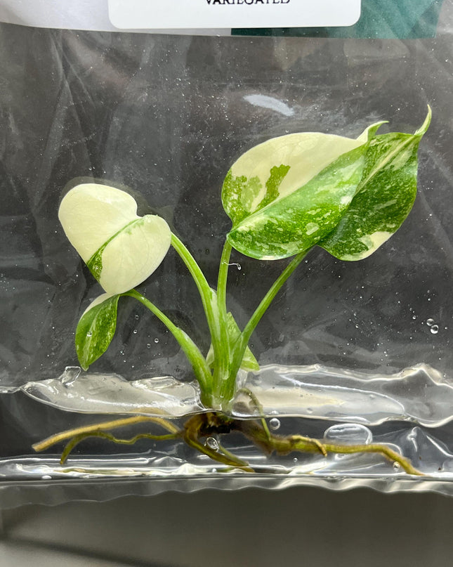 Monstera Thai Constellation Variegated Tissue Culture (1 item/bag)