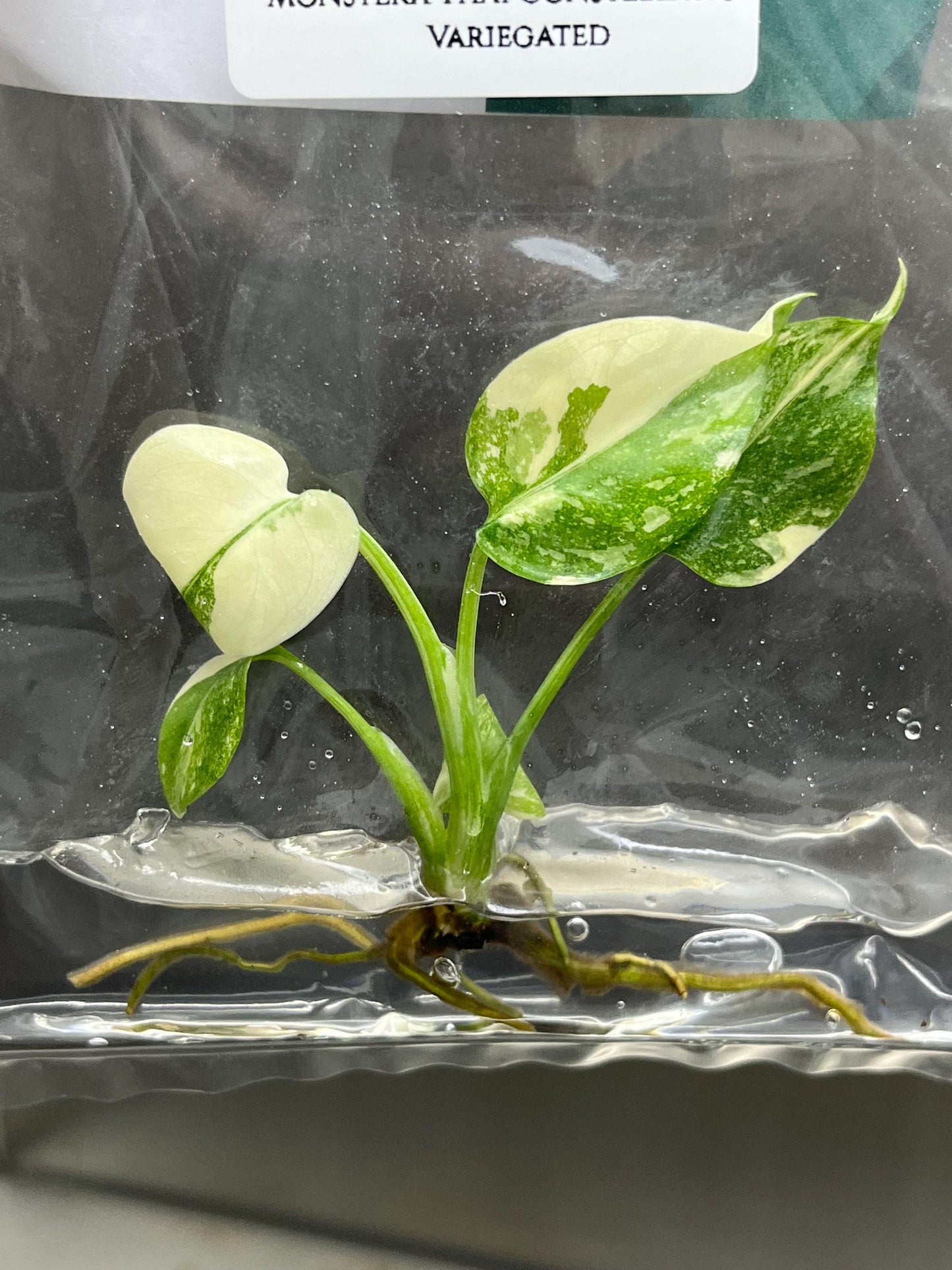 Monstera Thai Constellation Variegated Tissue Culture (1 item/bag)