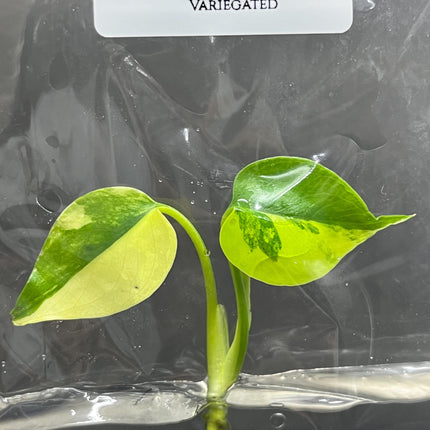Monstera Yellow Marilyn Variegated (Deliciosa) Tissue Culture (1 item/bag)