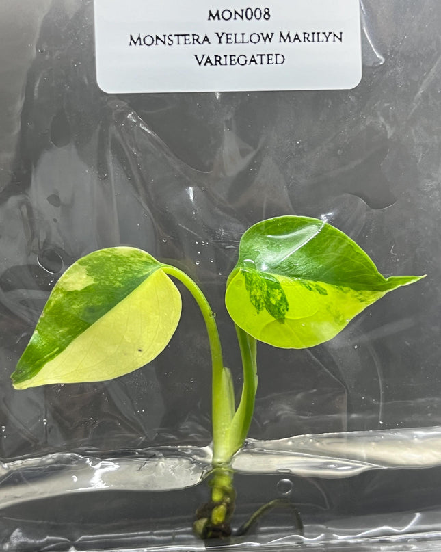 Monstera Yellow Marilyn Variegated (Deliciosa) Tissue Culture (1 item/bag)