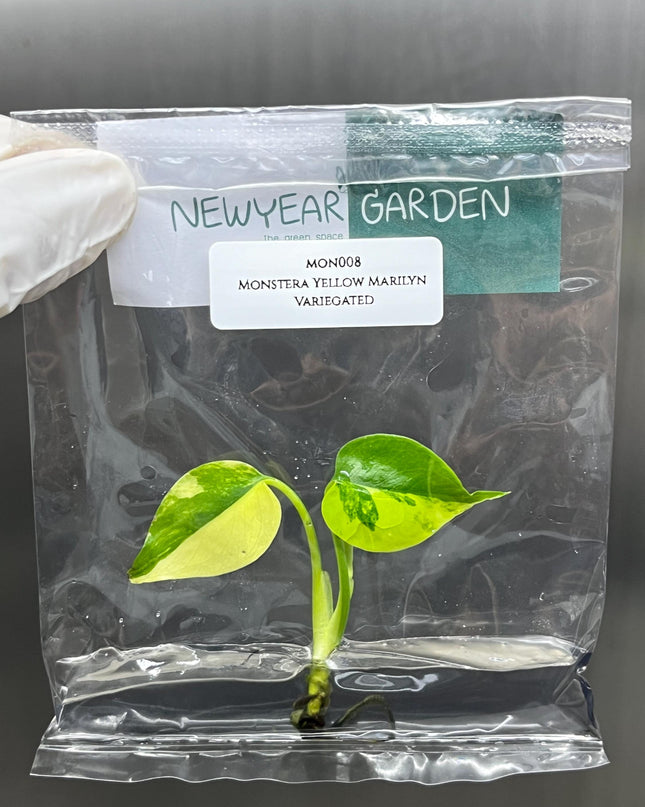 Monstera Yellow Marilyn Variegated (Deliciosa) Tissue Culture (1 item/bag)