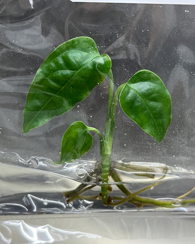 Monstera Obliqua Peru Tissue Culture (1 item/bag)