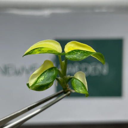 Monstera Standleyana Aurea Variegated Tissue Culture (1 item/bag)