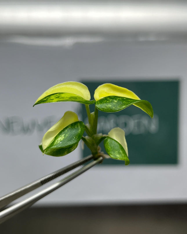 Monstera Standleyana Aurea Variegated Tissue Culture (1 item/bag)