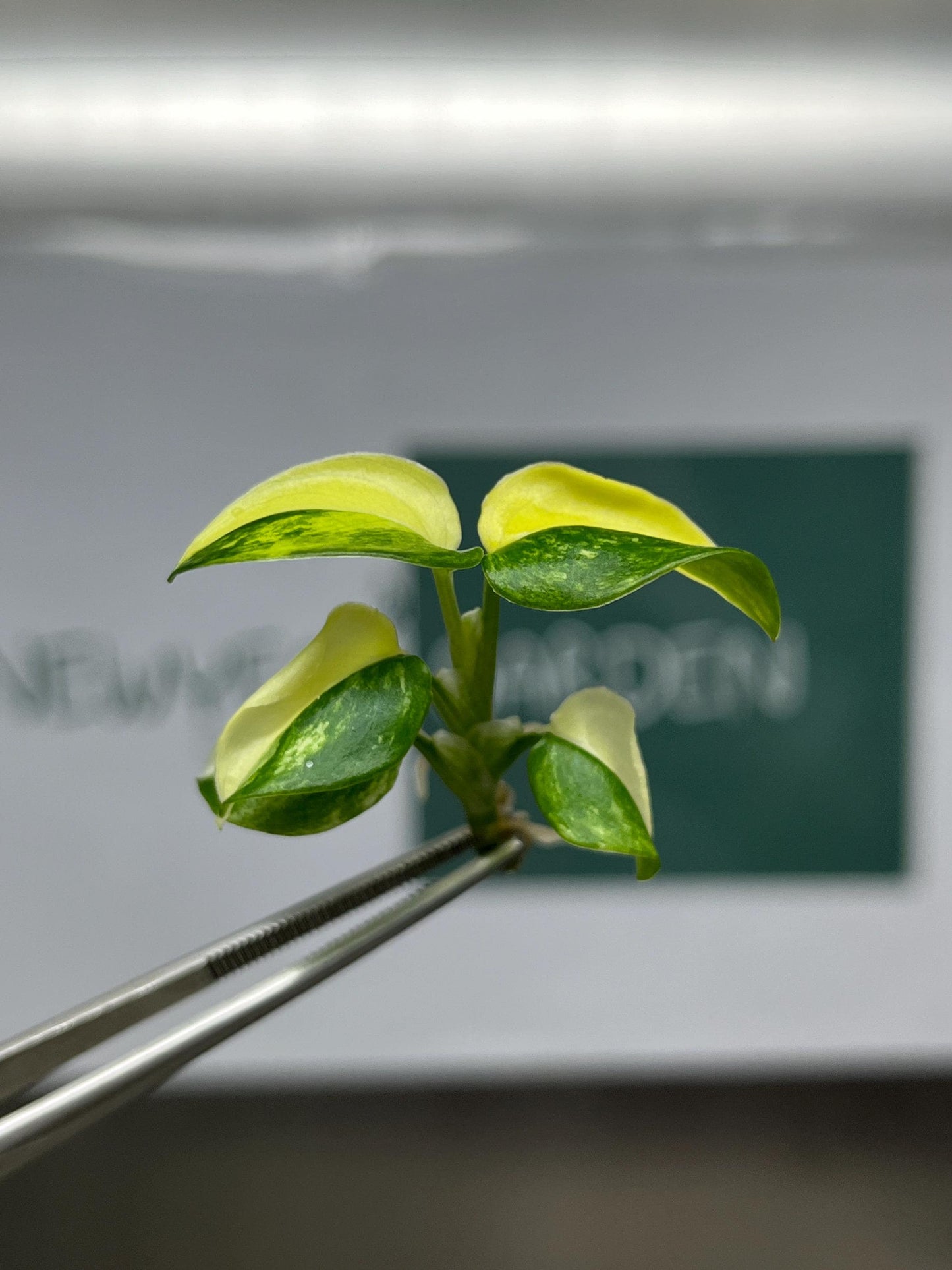 Monstera Standleyana Aurea Variegated Tissue Culture (1 item/bag)