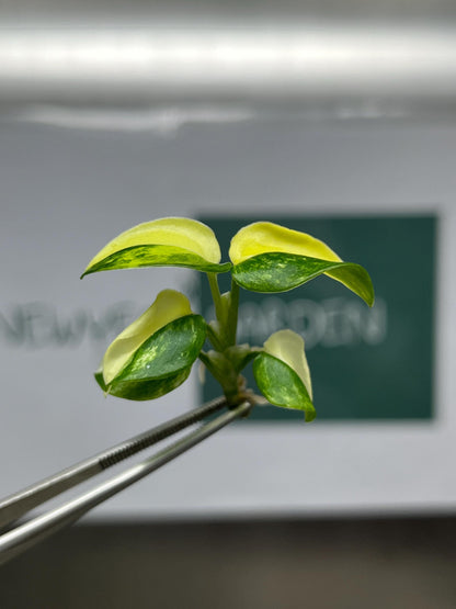 Monstera Standleyana Aurea Variegated Tissue Culture (1 item/bag)