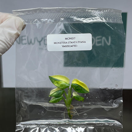 Monstera Standleyana Aurea Variegated Tissue Culture (1 item/bag)