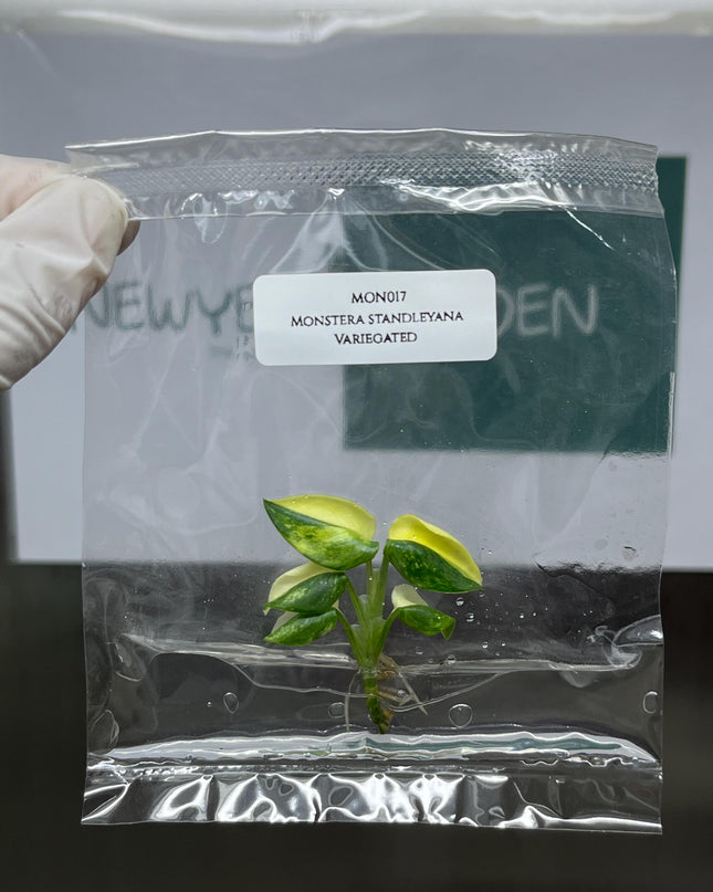Monstera Standleyana Aurea Variegated Tissue Culture (1 item/bag)