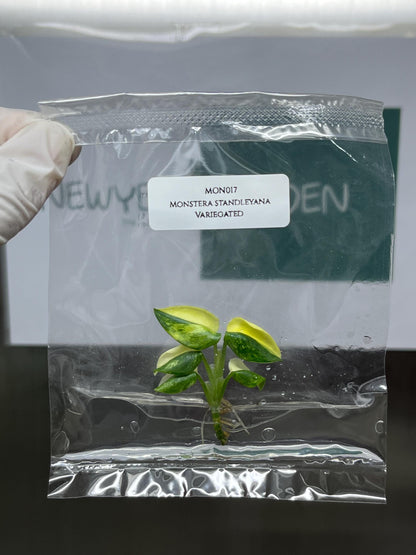 Monstera Standleyana Aurea Variegated Tissue Culture (1 item/bag)
