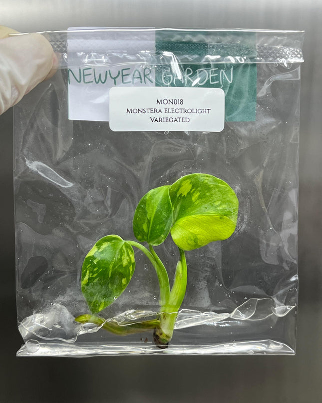 Monstera Electrolight Variegated Tissue Culture B grade (1 item/bag)