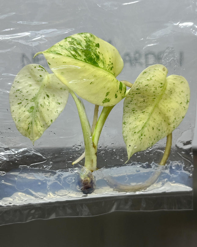 Monstera White Monster Tissue Culture (1 item/bag)