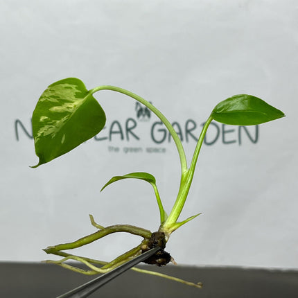 Monstera Deliciosa Bulbasaur Tissue Culture (1 item/bag)