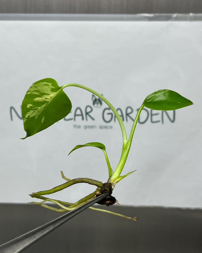 Monstera Deliciosa Bulbasaur Tissue Culture B grade (1 item/bag)