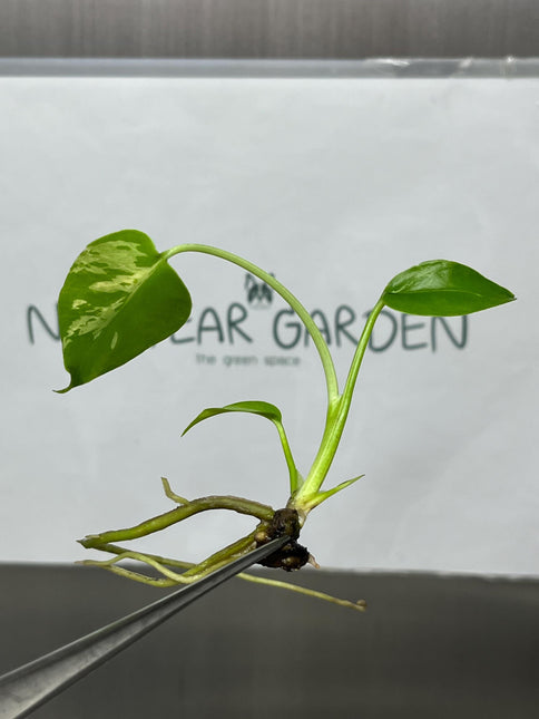 Monstera Deliciosa Bulbasaur Tissue Culture B grade (1 item/bag)
