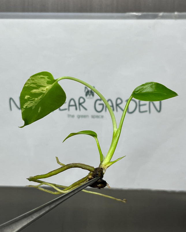 Monstera Deliciosa Bulbasaur Tissue Culture B grade (1 item/bag)