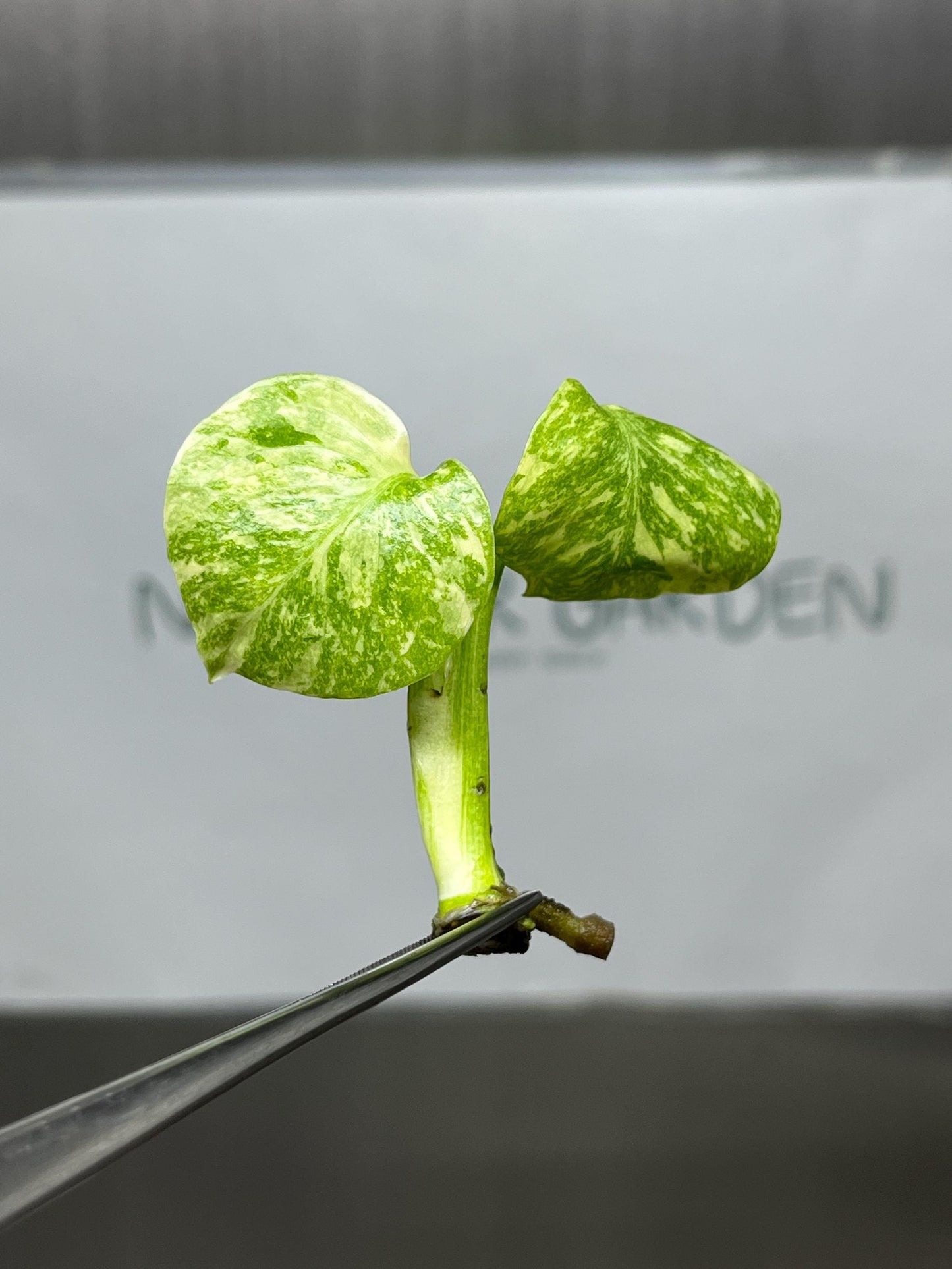 Monstera Thai Constellation Variegated Superior Tissue Culture (1 item/bag)