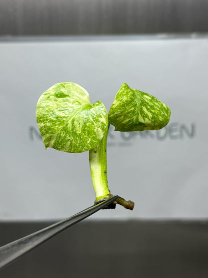 Monstera Thai Constellation Variegated Superior Tissue Culture (1 item/bag)