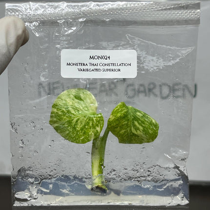 Monstera Thai Constellation Variegated Superior Tissue Culture (1 item/bag)