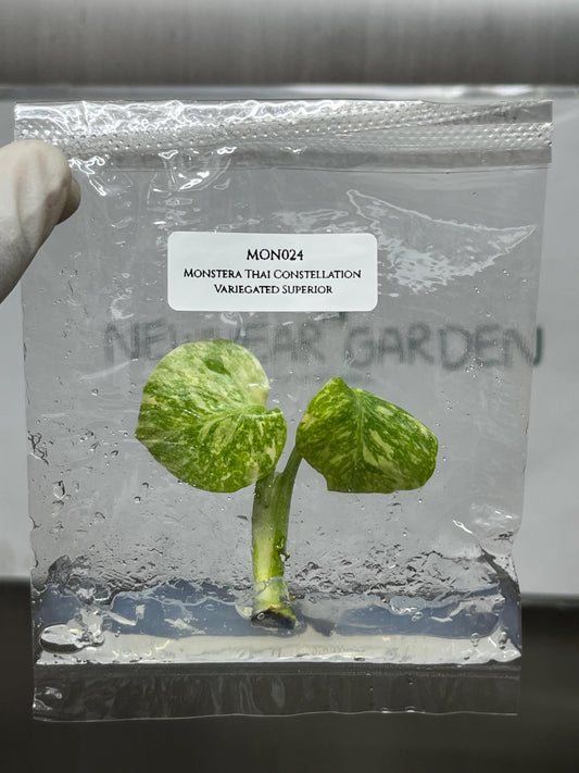 Monstera Thai Constellation Variegated Superior Tissue Culture (1 item/bag)