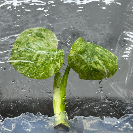 Monstera Thai Constellation Variegated Superior Tissue Culture (1 item/bag)