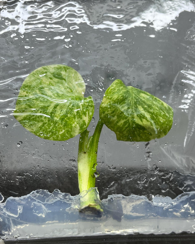Monstera Thai Constellation Variegated Superior Tissue Culture (1 item/bag)