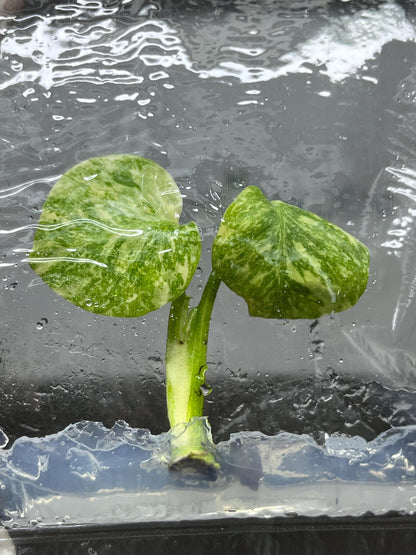 Monstera Thai Constellation Variegated Superior Tissue Culture (1 item/bag)
