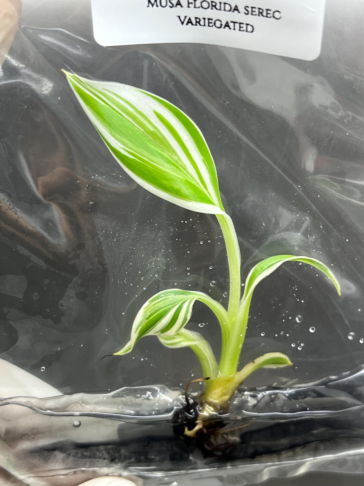 Musa Florida Serec Albo Variegated Tissue Culture (1 item/bag)