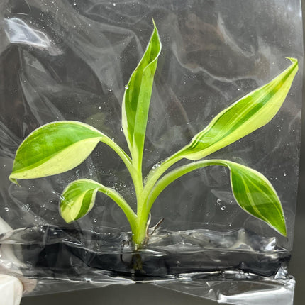 Musa Pink Variegated (NoNo) Tissue Culture (1 item/bag)